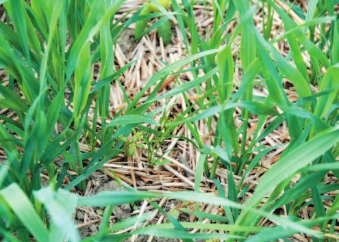 första fältförsöken sommaren 2016 växte bottengrödorna bra i korn som hade såtts direkt. Tillräcklig stor frömängd En tillräckligt stor frömängd möjliggör ett frodigt bestånd på hösten.
