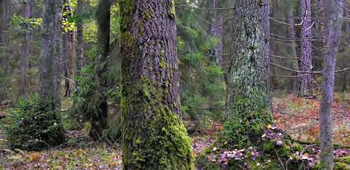 Flemingsbergsskogens naturreservat