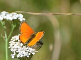 FRISTADS NATURSKYDDSFÖRENING Året var 2015 - en tillbakablick Så är det dags att sammanfatta och tänka tillbaka på 2015 sett ur Fristads naturskyddsförenings synvinkel.
