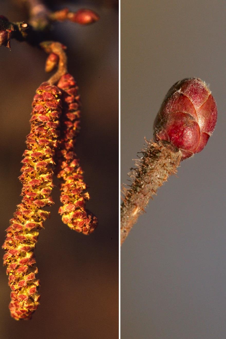 De vackra hängena är hanblommor med pollen.