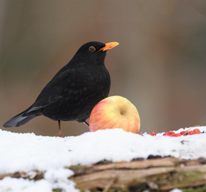 Naturfototipset Den som spar han har Inför varje vinter brukar jag i mån av tillgång