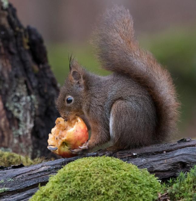 Eftersom jag gärna fotograferar på någon av mina fågelmatningar så blir dessa bär ett