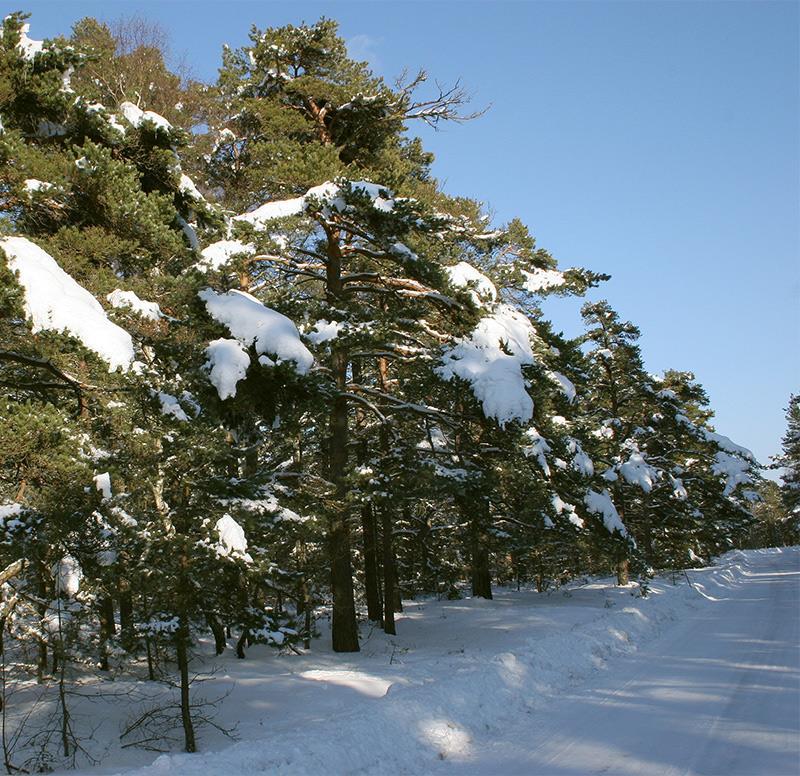 I stället lever den i området mellan marken och snötäcket där den också kan jaga de insekter som också övervintrar på detta sätt. Här understiger temperaturen oftast inte 0 grader Celsius.