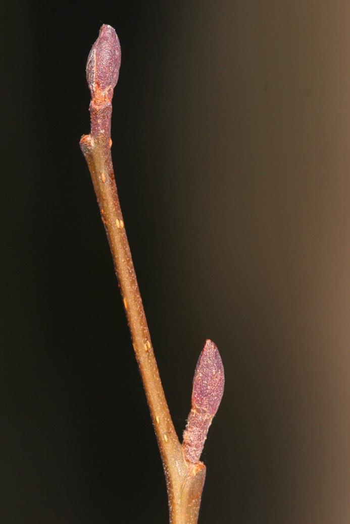 Kolla knopparna och känn igen träden Att fotografera trädknoppar under sen- och vårvinter kan ge vackra bilder med löfte om vår och värme.