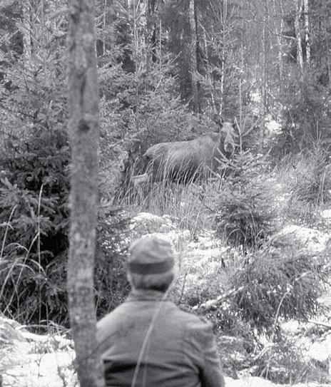 Min första älgjakt eller mannen som blev en älg Berättelse av vår medlem Gunnar Stenström Gustaf Schröder-Sällskapets upprop i Nying om egna jaktupplevelser i Schröders marker fick mig att reflektera