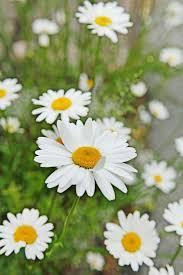 Vi äter midsommarmat, binder kransar om det finns blommor och äter jordgubbstårta.
