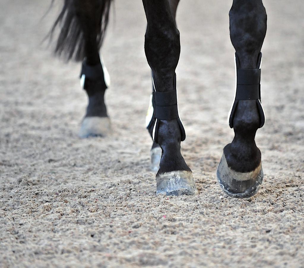 Ridbanor, Ridhallor Paddockar, Lösdrift Horsewalker Round Pen ecoground - komplett ridbotten eco ground Professionelle Reitböden
