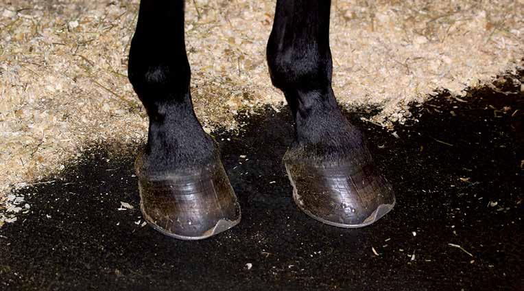 Smart teknik för ditt häststall Du vet väl om att DeLaval inte bara har produkter som passar till din häst utan även större produkter som passar