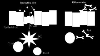 Within the mucosal immune system, anatomically distinct compartments can be found, separated into inductive and effector sites based on their anatomical and functional properties.