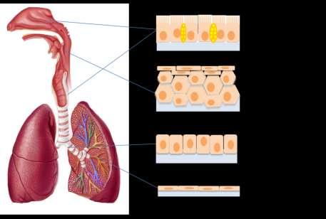 epithelium is found in the oral cavity, inferior part of the pharynx and esophagus to protect from abrasions.