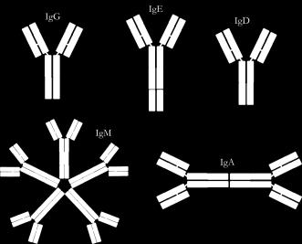 proteolytically cleaved and the extracellular portion of the molecule, the secretory component, is released in association with the piga, forming altogether the secretory IgA (siga).