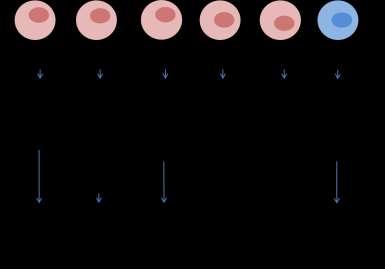 regulating the B cell response in the GC is named T follicular helper cells (Tfh). These cells produce the cytokines required for class-switching, i.e. IL-4, TGF-β and IFN-γ as well as cytokines necessary for differentiation and maturation into memory B cells and long-lived plasma cells, such as IL-21 (Figure 5).