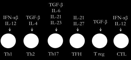 under the regulation of the transcription factor RORγT. 110 The Tfh subset develops in the presence of the cytokines IL-21 and IL-27, which are generated in response to a variety of pathogens.