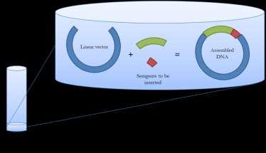 Figure 15. Golden Gate Assembly cloning strategy.