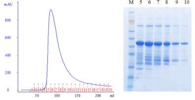 After refolding of the proteins by slowly diluting them in Tris-HCl, the fusion proteins were purified in two steps, by ion