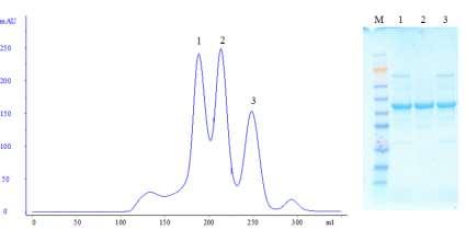 Figure 17. Size exclusion liquid chromatography. Plot illustrating protein separation with size exclusion (left panel).