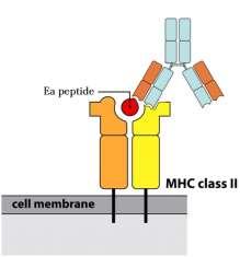 Figure 22. Eα peptide in the MHCII groove is recognized by a monoclonal antibody, Y-Ae.