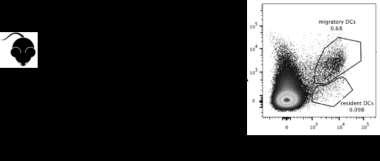 resident (MHC II low, CD11c + ) DCs were identified and the presence of Y-Ae positive cells was analyzed by FACS.