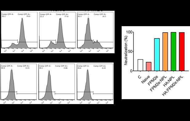 strongly neutralizing as opposed to serum from fusion protein alone immunized mice, which were only partially neutralizing (Figure 27). Figure 27. Neutralization assay.