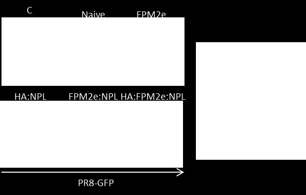 Importantly, the immunogenicity and protective capacity of the combined vector was critically dependent on the enzymatic activity of CTA1.