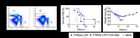 Figure 30. Depletion experiment. A) FACS plot showing successful depletion of CD4 + T cells in lungs. B) Survival and weight loss were monitored.