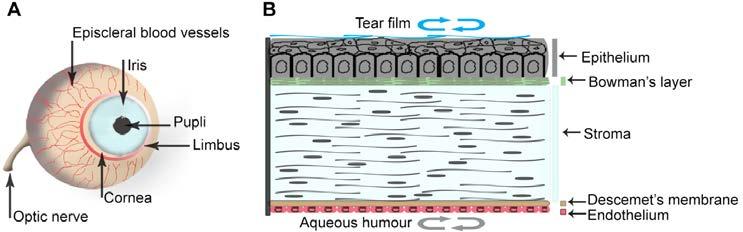 underlying basal lamina (or basement membrane) by hemidesmosomes and adhesion complexes.