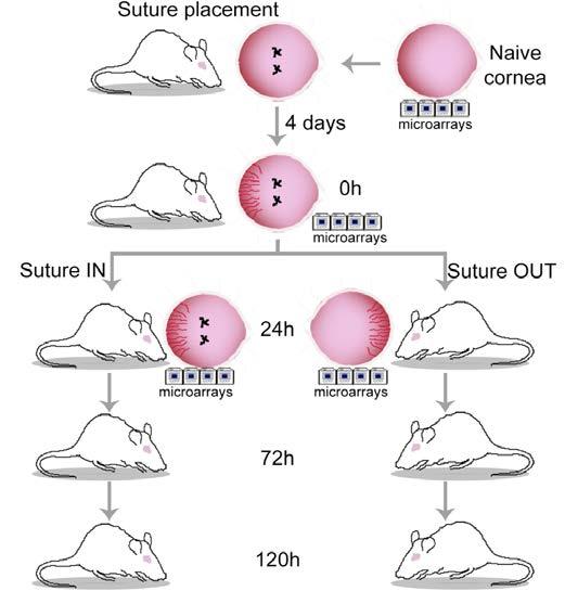 Figure 5. The experimental design used to characterize capillary remodeling and regression. Two sutures were placed into the cornea and sprouting was allowed to proceed for four days.