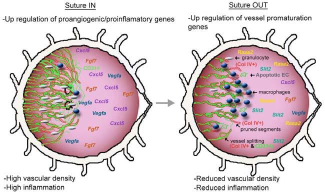 remodeling genes such as Slit2, Rasa2, Gsk3b and Cyld (Fig.6). A detailed description of these results can be found in Papers I & II. Figure 6.