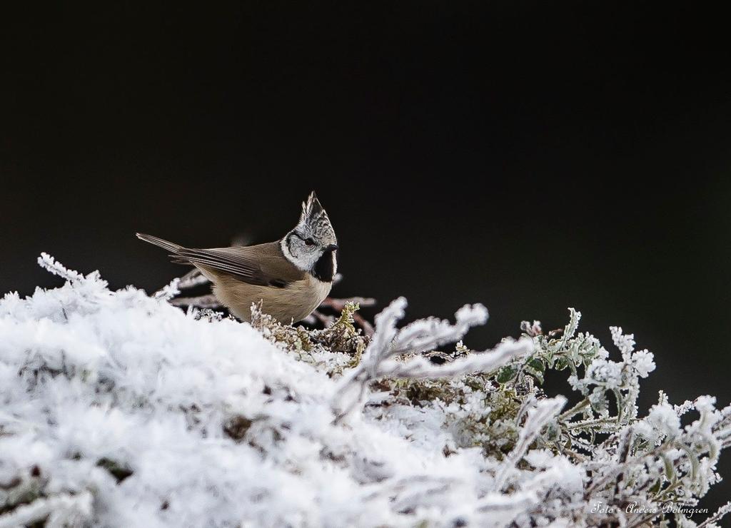 Tofsmes häckar i barr och blandskog, helst tallskog.