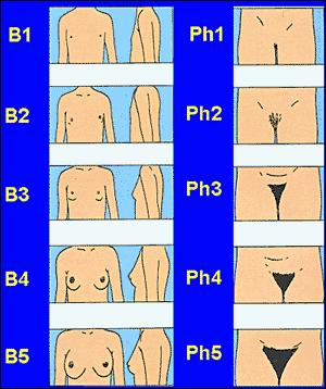 Normal och avvikande pubertetsutveckling Angelica Lindén Hirschberg, prof, öl Gynekologi och