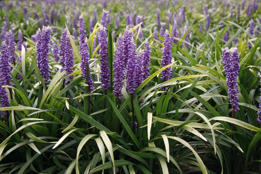 28. Liriope muscari Moneymaker Druvlilja 29. Nerine Albivetta 55 1 skugga men utvecklas då långsammare.