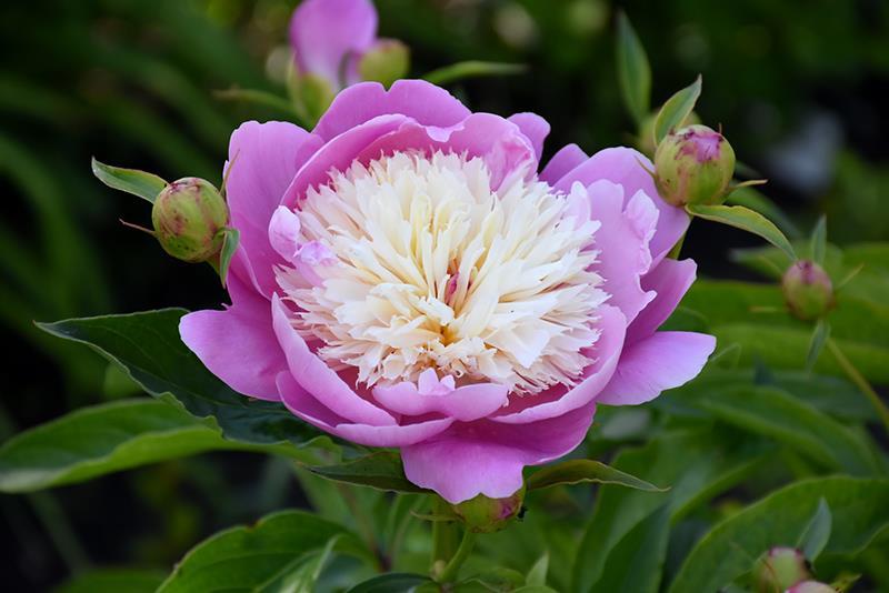 31. Paeonia lactiflora Bowl of Beauty 60 1 Ljuv doftpion vars rosa blommor har en krämfärgad tofs i mitten.