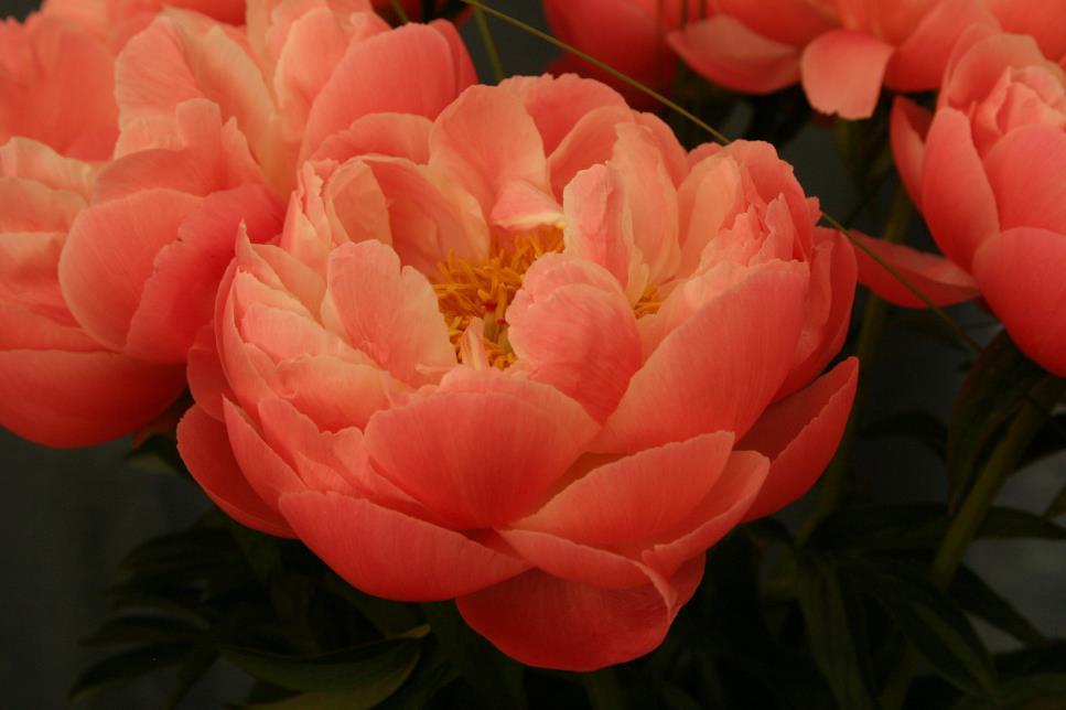 90 cm, juni-juli 32. Paeonia lactiflora Coral Charm 70 1 Läckra korallröda blommor som efterhand bleknar till ljus aprikos.