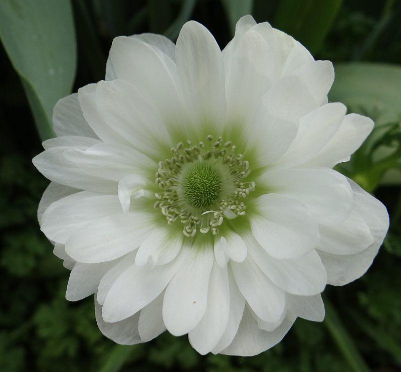 4. Anemone Mount Everest 45 10 Vit, dubbel, ca 35 cm,