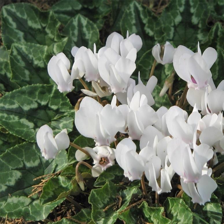 7. Cyclamen coum Pewter Leaf Dvärgcyklamen 45 1 Mycket härdig art, den bästa vinterblomman för vårt klimat. Blommar slutet av december-mittenapril.