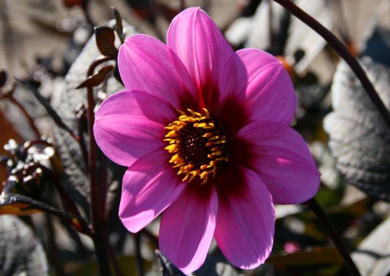 10. Dahlia HS Wink AGMbelönad 25 1 Ny