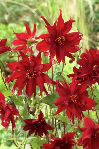 Dahlia Ragged Robin 35 1 Blommorna har