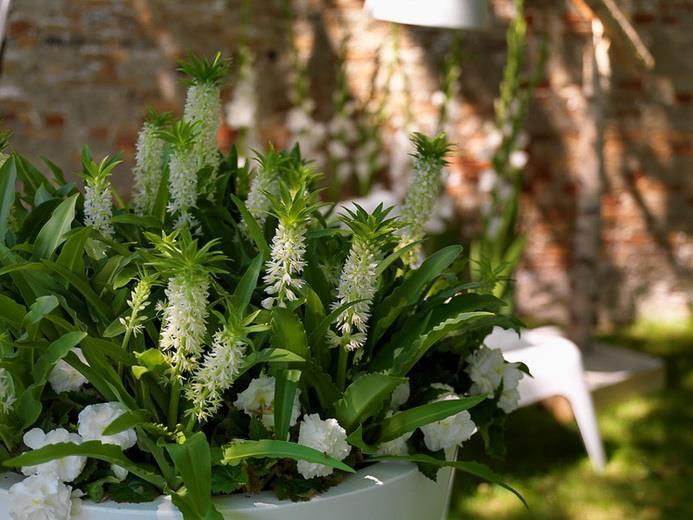 16. Eucomis autumnalis Tofslilja 30 1 Prisbelönt perenn med