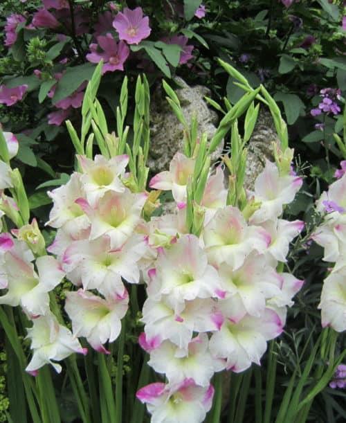 19. Gladiolus colvillii Frozen Sparks 30 3 Krämigt vit med rosa inslag och