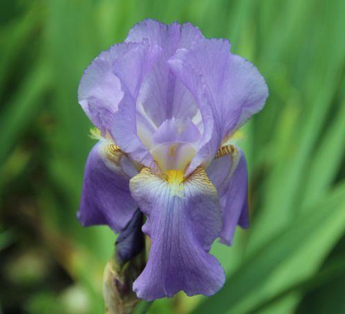 intensiv färg av lila-svart.. Lättodlad och mycket vacker skäggfri iris.