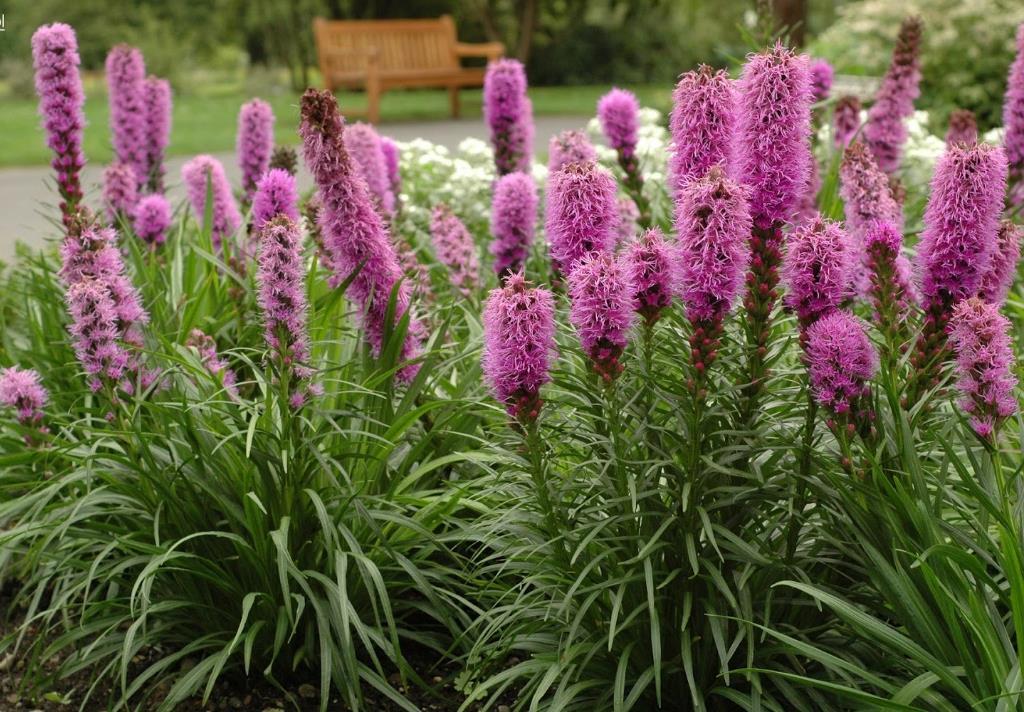 22. Liatris spicata Rosenstav 35 5 Purpurröda blomkolvar över grönt, buskigt bladverk.