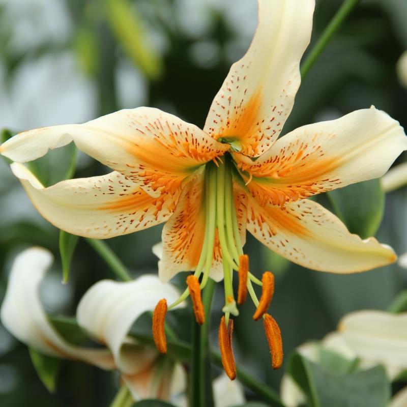 Lilium Eastern Moon 30 1 Krämiga vita kronblad, mjukt kantade med bara en antydan av