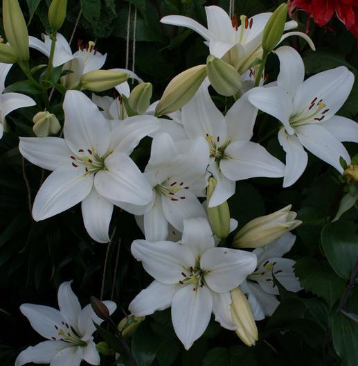 25. Lilium martagon Arabian Knight 45 1 Djupt mörkröda, bakåtböjda kronblad