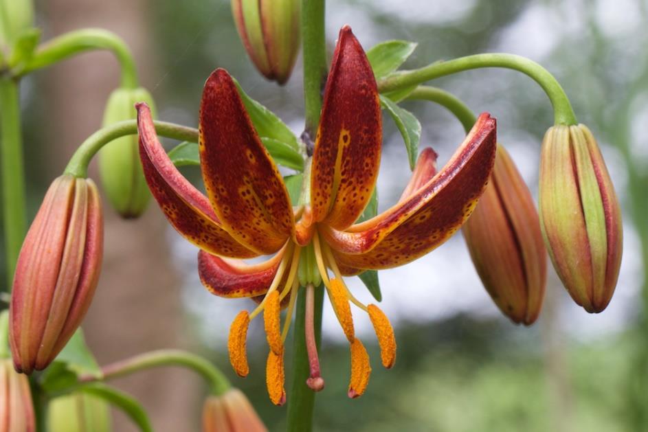 Lilium Navona 25 1 Lilium Navona tillhör den asiatiska gruppen av liljor.