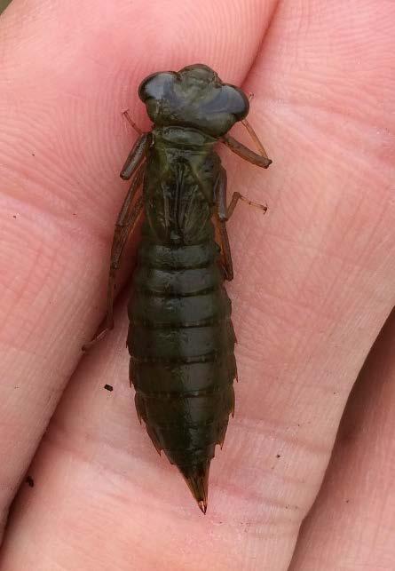 Tabell 2. Antal inventerade lokaler, antal lokaler med fynd av grön mosaikslända och antalet av dessa lokaler som är nya för arten. No. of localities where Aeshna viridis were sought for, no.