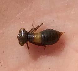 Erfarenheterna från årets metodiktest är att larvhåvning är en lämplig metod att använda för inventering av arten inom biogeografisk uppföljning.