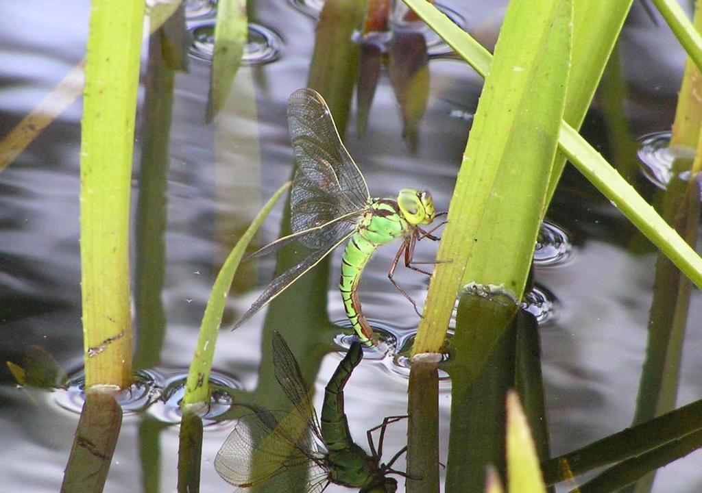 på vattenaloe (Brochard m.fl. 2012). Sök av exuvier har fördelen att den går att genomföra vid all väderlek och att fynd ger ett säkert bevis på att arten reproducerar sig på undersökningslokalen.