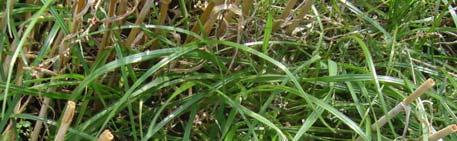 Engelskt rajgräs är mer lagom konkurrenskraftigt och odlingsmetodikstudier gav
