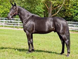 CHOCOLATIER e. Credit Winner Maple Frosting e. Valley Victory 1.09,2a 9.003.606 kr 23 st: 14-3-0 Född 2003 FOURTH DIMENSION e. Chapter Seven Corazon Blue Chip e. Muscle Hill (2)*1.10,1a $409.