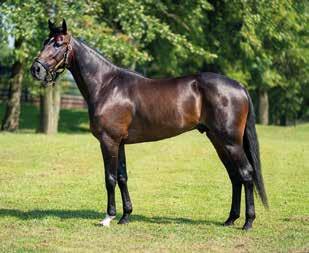 I fjol kvalade han in till finalerna i långa och korta E3 samt Breeders Crown. S.G.Maleficent, 1.14,4am 506.000 kr, 9 st: 4-0-1 S.G.Maleficent tog andra raka segern i årspremiären på 1.
